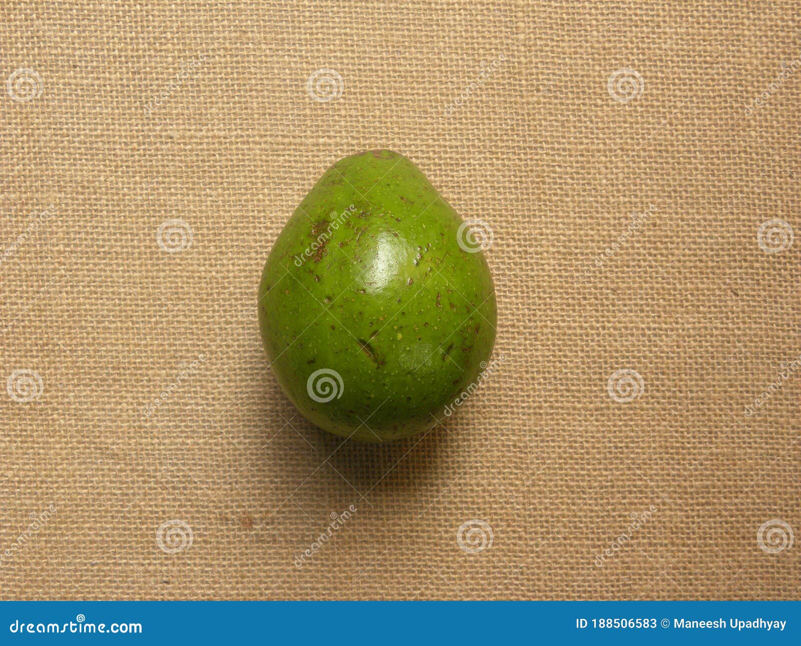 Unripe Avocado stock image. Image of rough, nature, farm 188506583