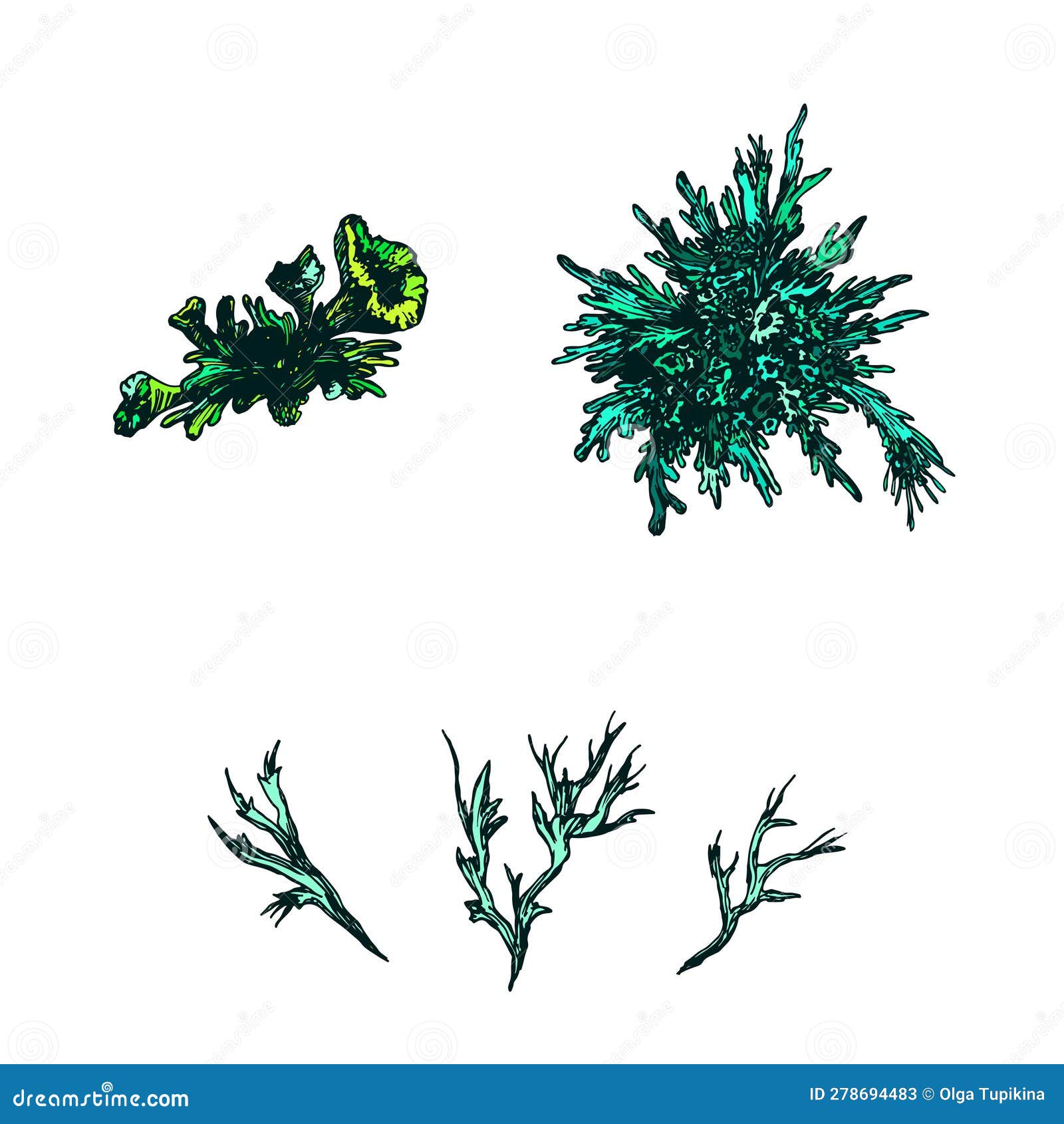 Green Color Set Different Types of Mosses. Pattern Isolated. Colorful ...