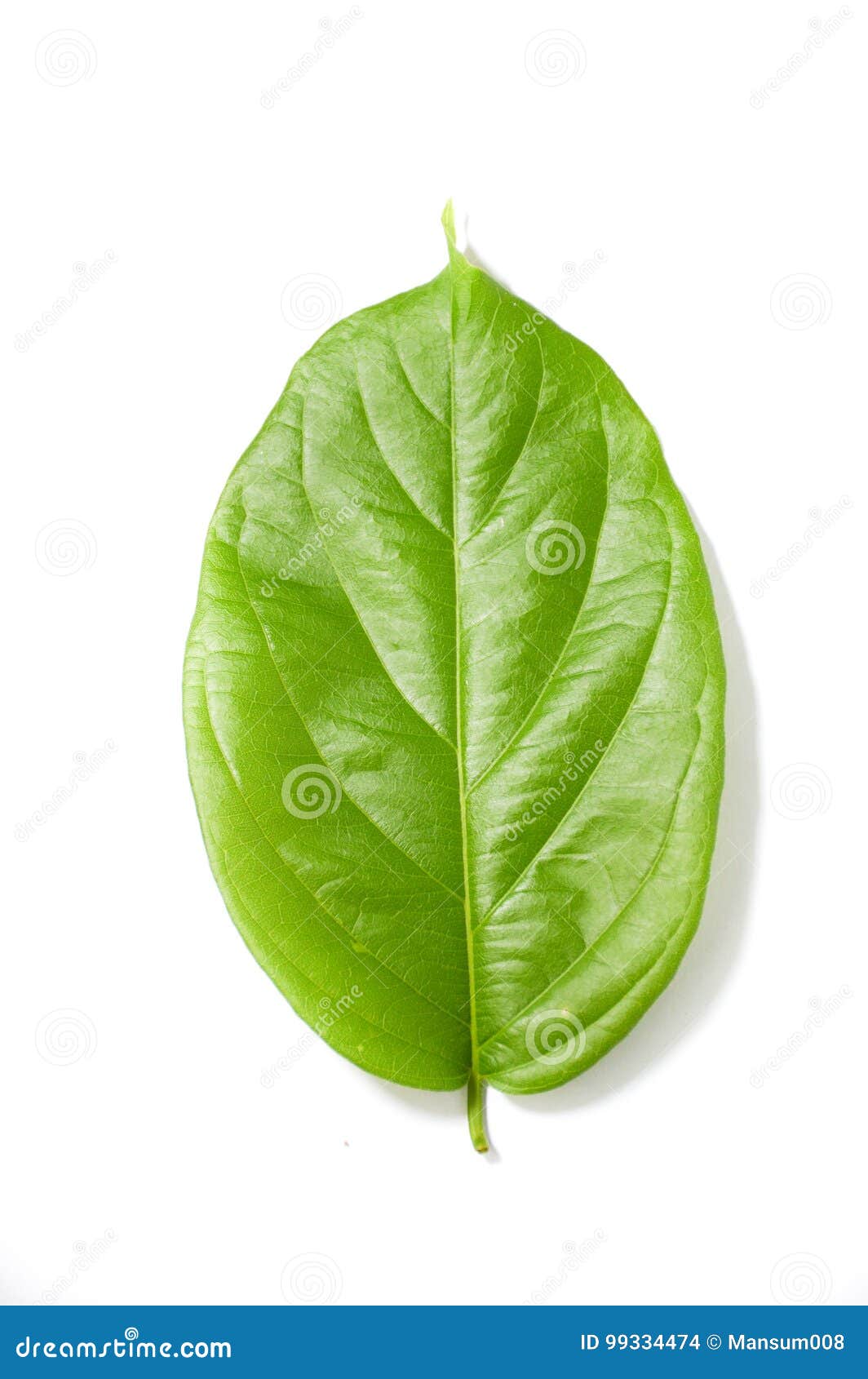 Green Combretum Indicum Leaves on White Background Stock Photo - Image ...