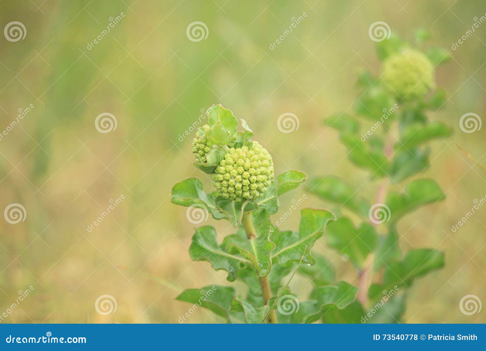 green comet milkweed asclepias viridiflora