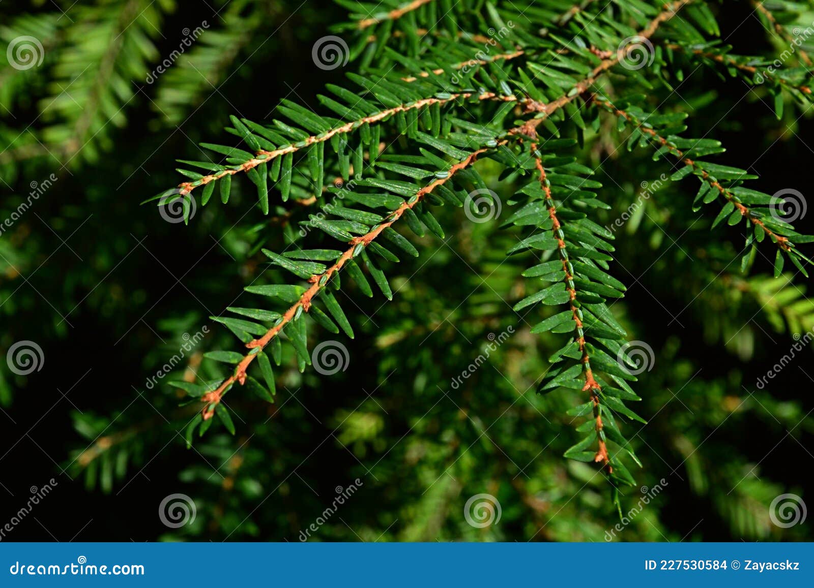green coniferous branch tip of western hemlock, also called western hemlock-spruce, latin name tsuga heterophylla