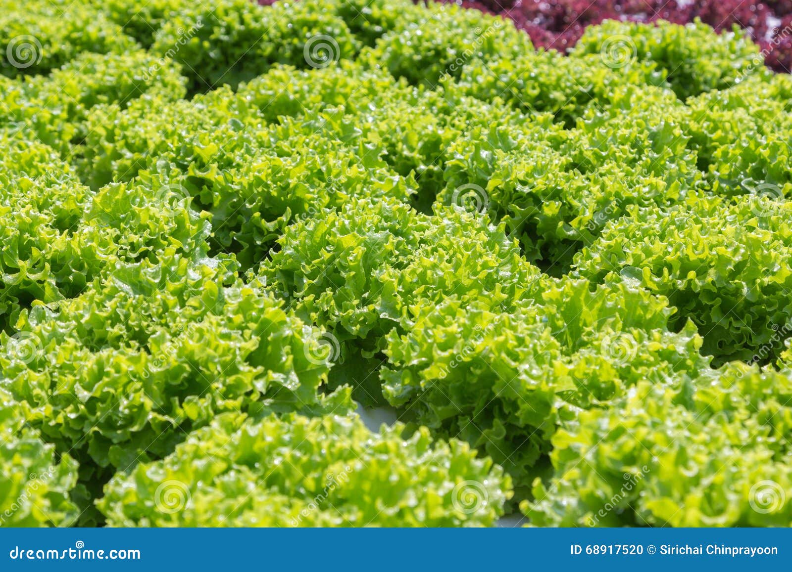 Green coral lettuce stock photo. Image of healthy, green 68917520