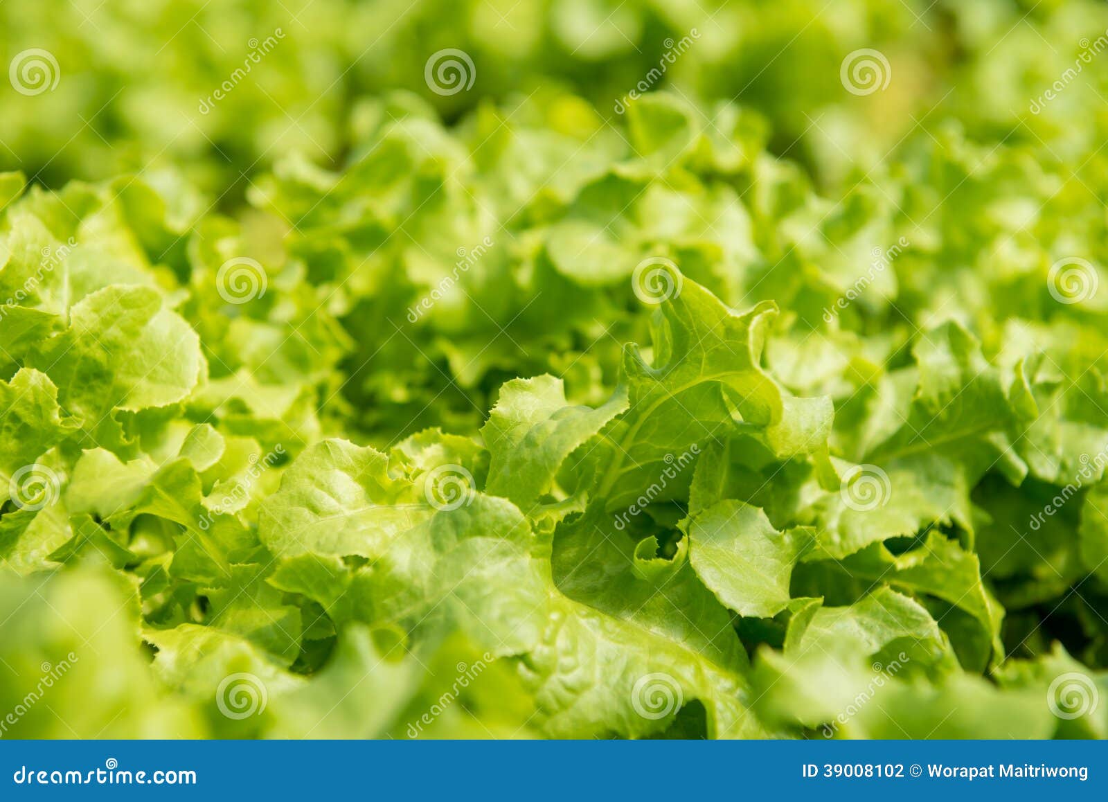 Green coral lettuce stock photo. Image of field, green 39008102