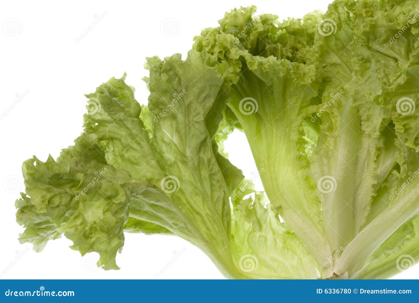 Green Coral Lettuce Isolated Stock Photo Image of agriculture, leaves