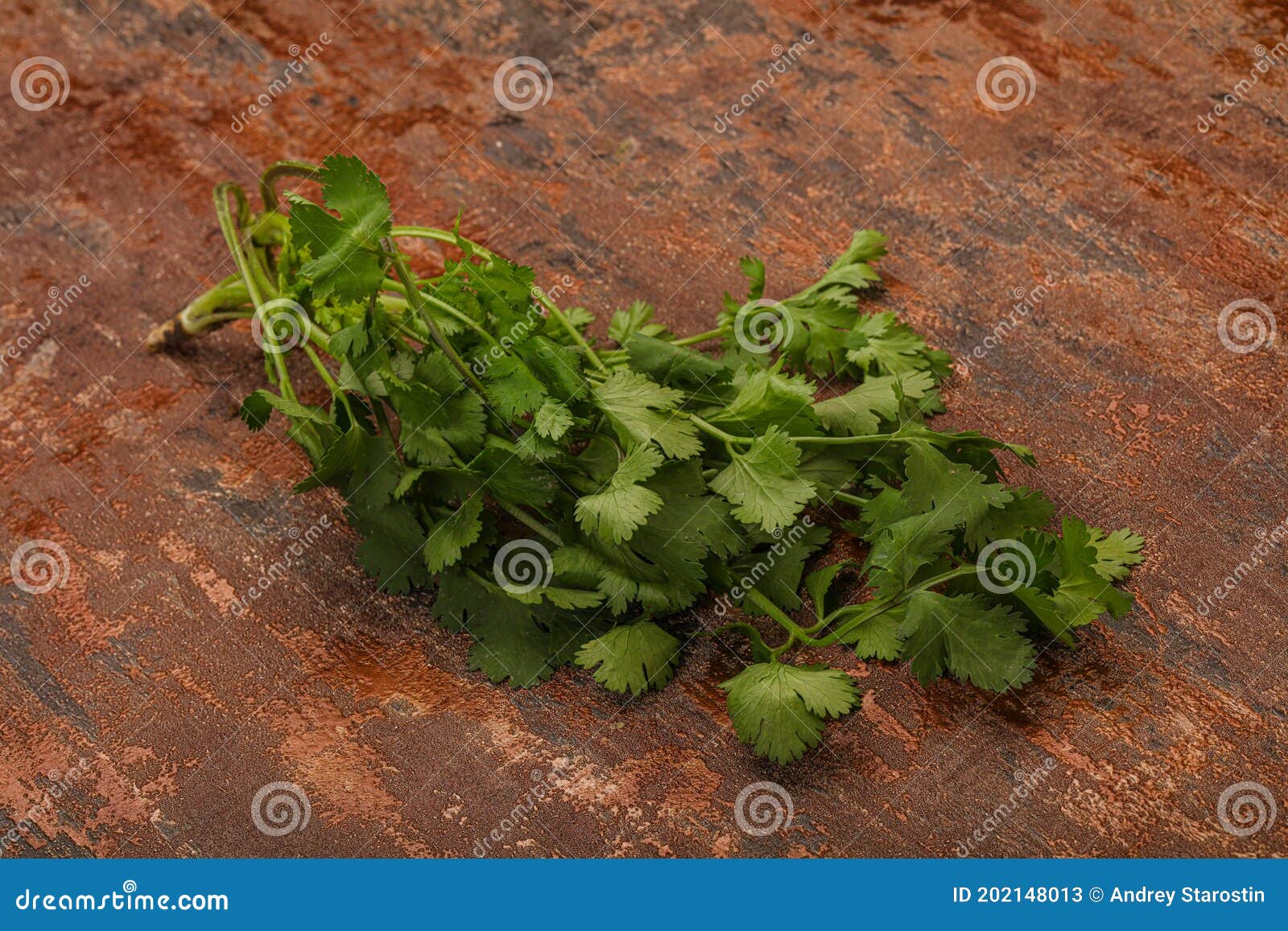 Green Coriander or Cilanto Leaves Heap Stock Image Image of leaf
