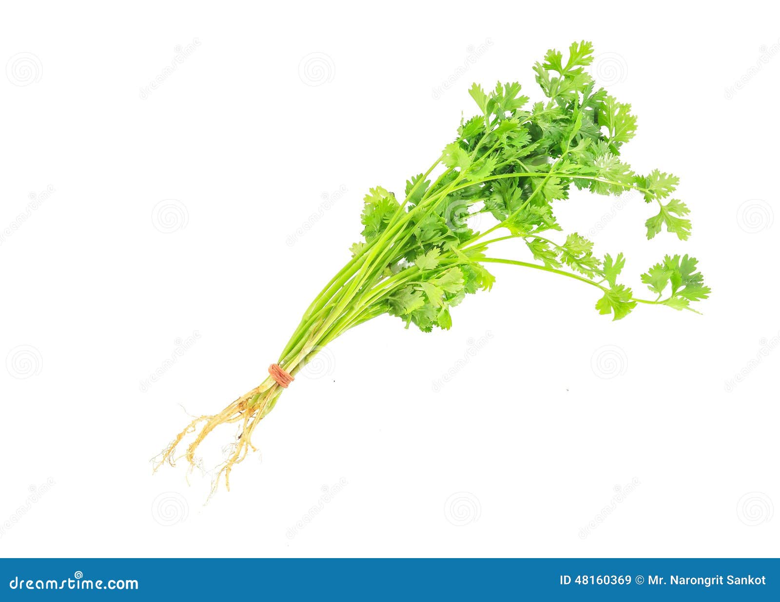 Green coriander stock image. Image of delicious, gourmet 48160369