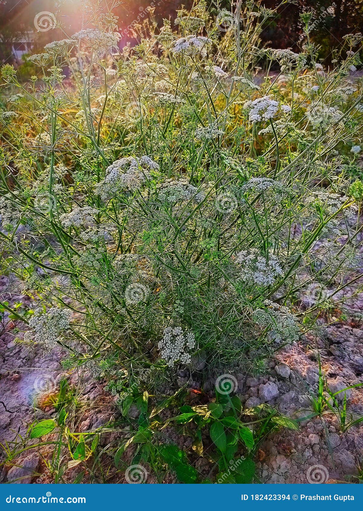 Green Coriander Plant Growing Flowers Stock Photo Image of park