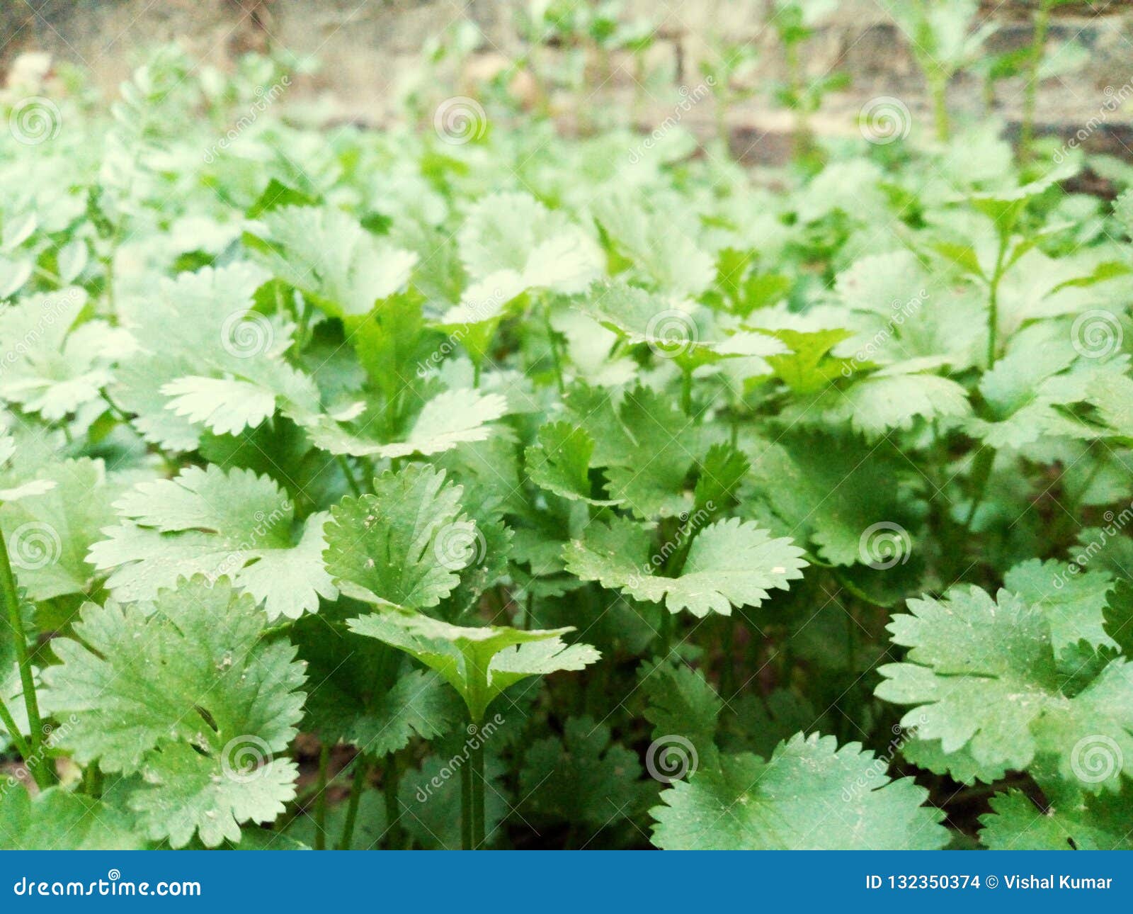 Green coriander stock photo. Image of greenplans, plants 132350374