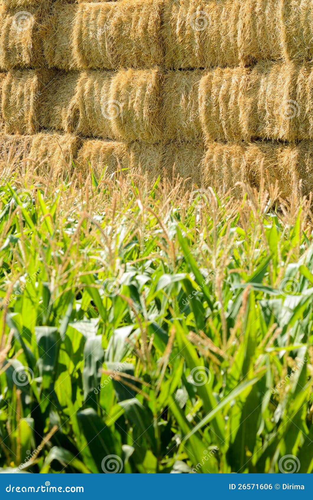 Green corn and bale stock photo. Image of countryside 26571606