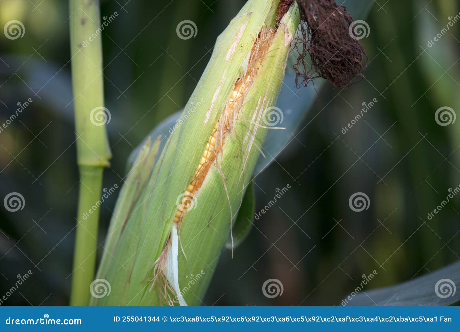 The Green Corn on the Cob is Peeled and the Corn Kernels are Leaked Out