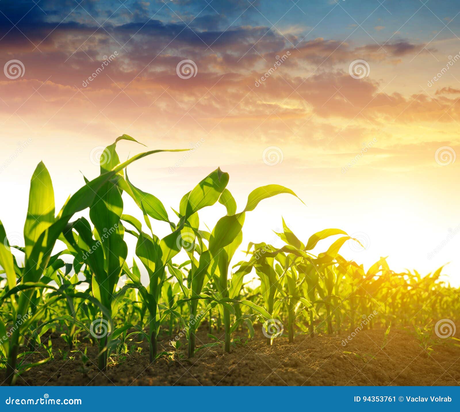 green corn field