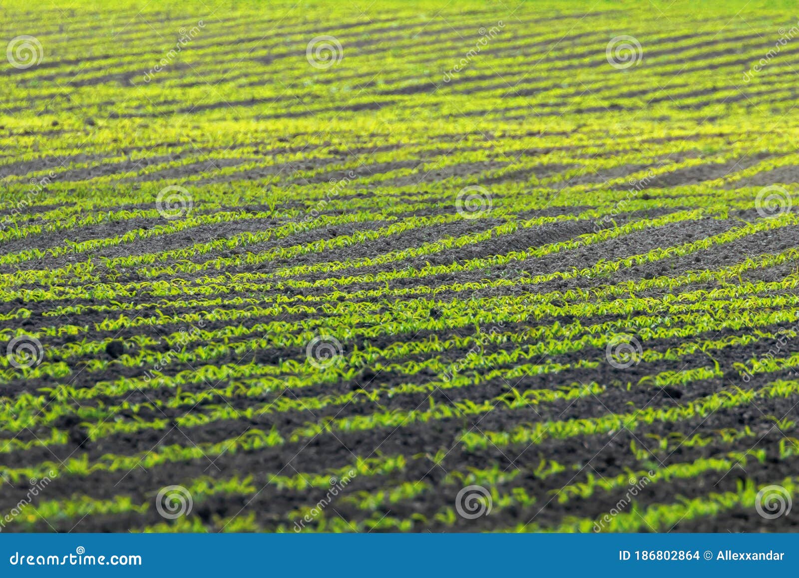 Green Corn Growing on the Field. Green Corn Plants, Shallow Depth of