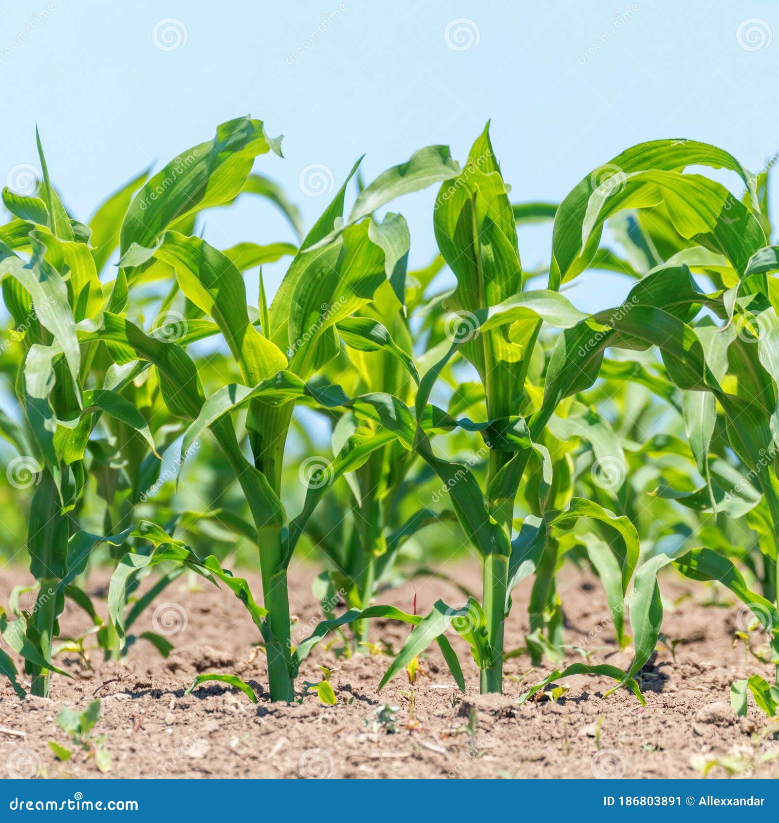Green Corn Growing on the Field. Green Corn Plants, Shallow Depth of
