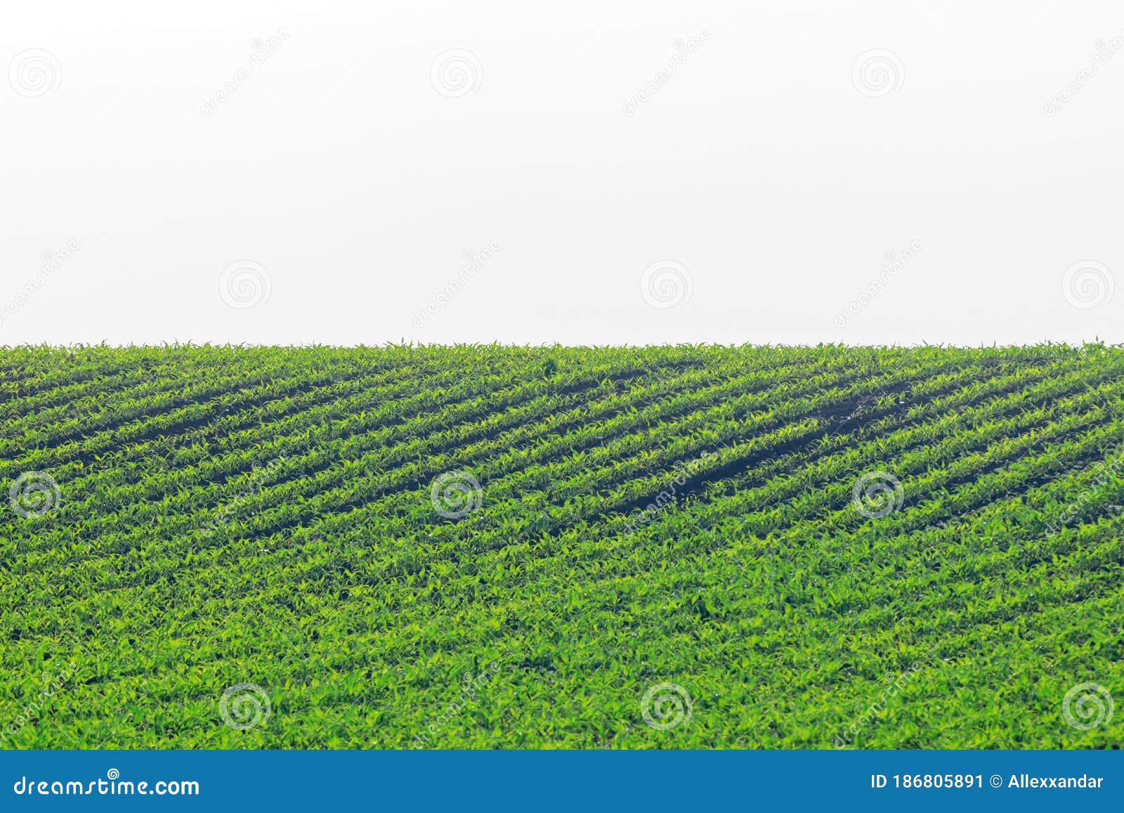 Green Corn Growing on the Field. Green Corn Plants, Shallow Depth of