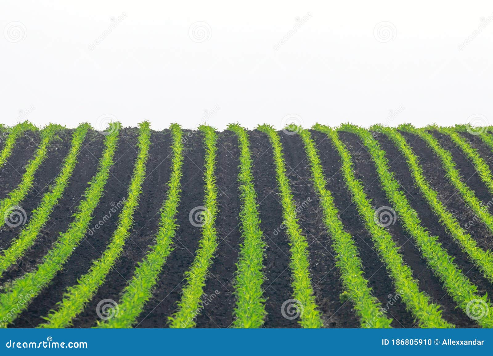 Green Corn Growing on the Field. Green Corn Plants, Shallow Depth of