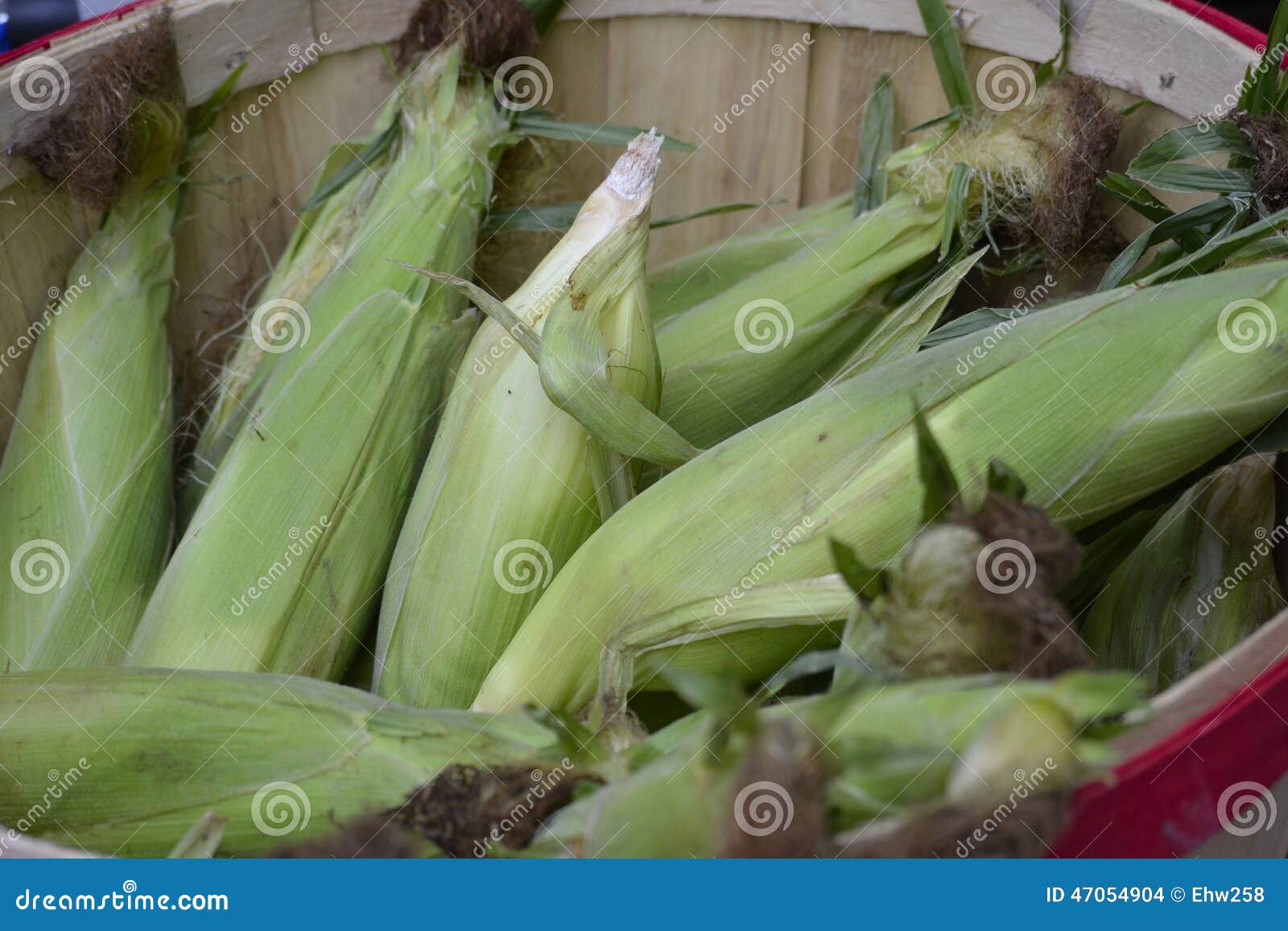 Green Corn Husks stock photo. Image of natural, green 47054904