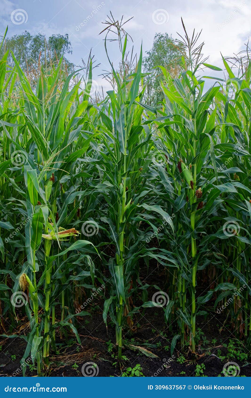 Green Corn Stalks Growing in Rich Brown Soil Stock Image Image of