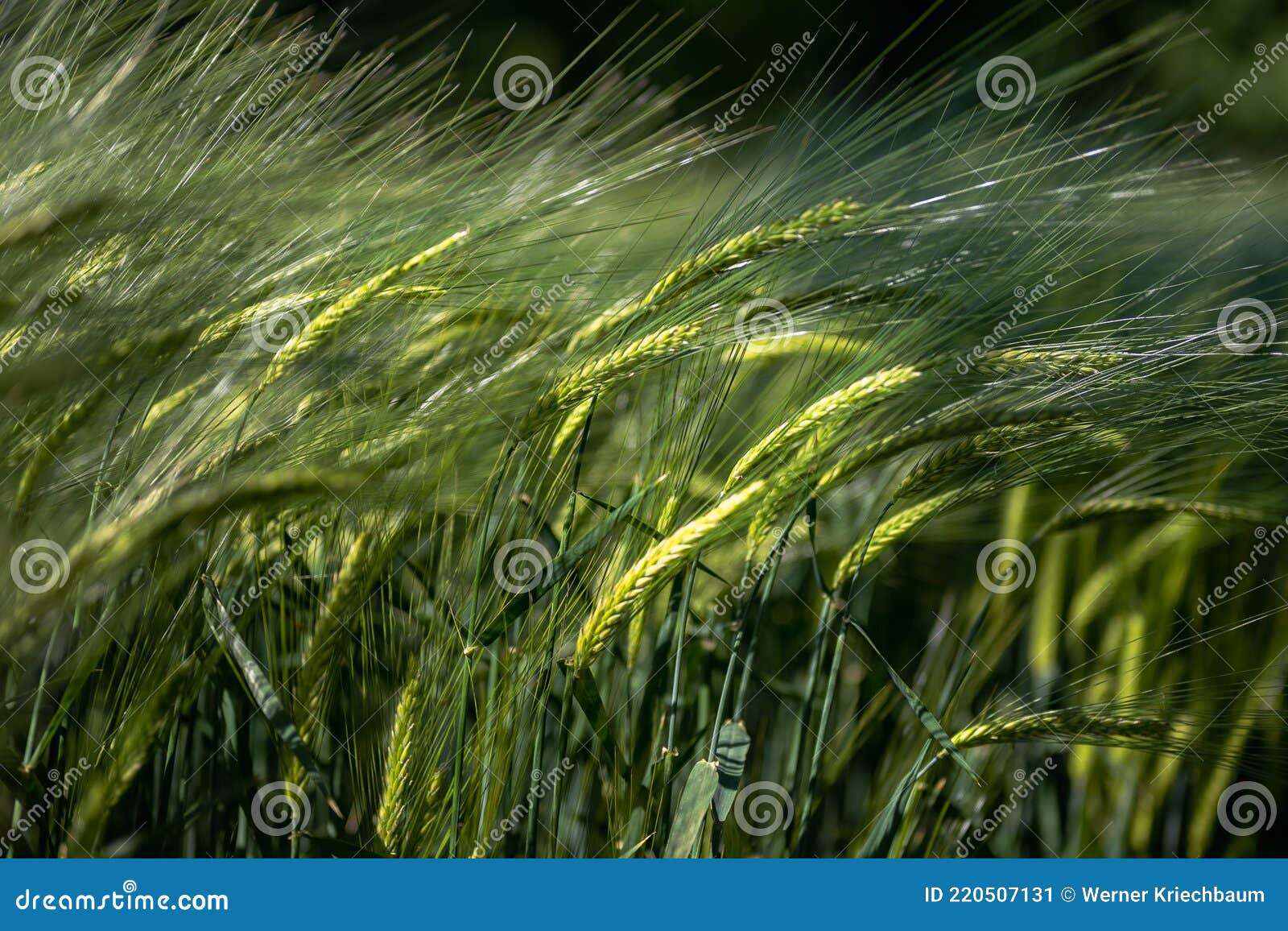 Green Cornfield in the Wind Stock Image Image of agriculture, crop 220507131