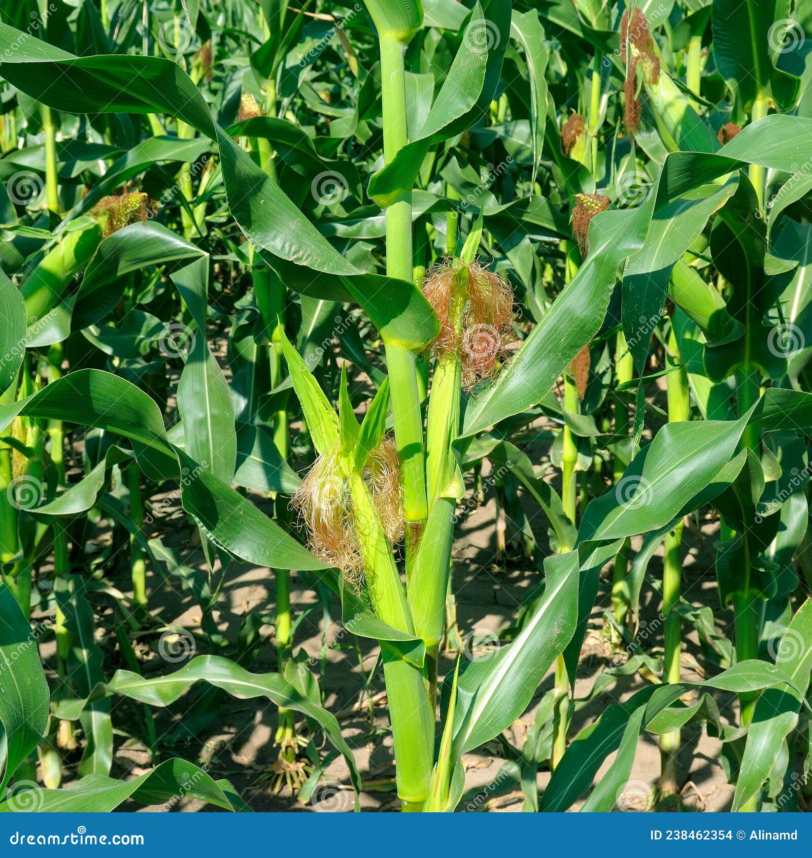 Green Cornfield with Young Ears Stock Photo Image of husbandry, field