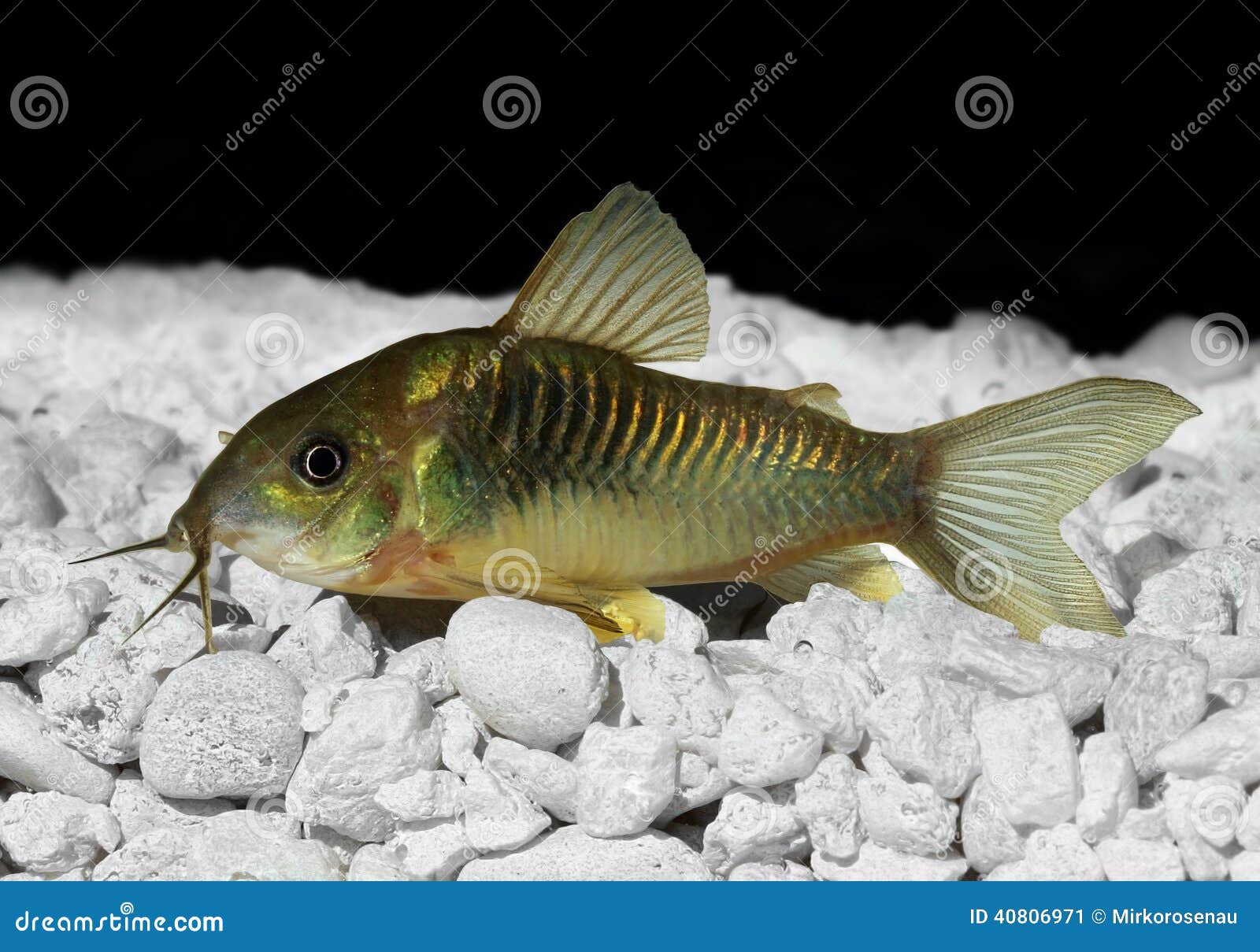 Green Cory Catfish Emerald Catfish Corydoras Splendens Aquarium Fish
