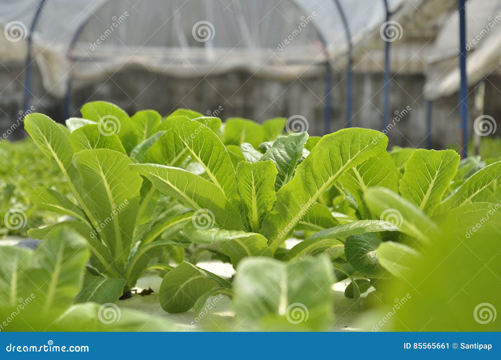 Green cos lettuce stock image. Image of agriculture, harvest 85565661