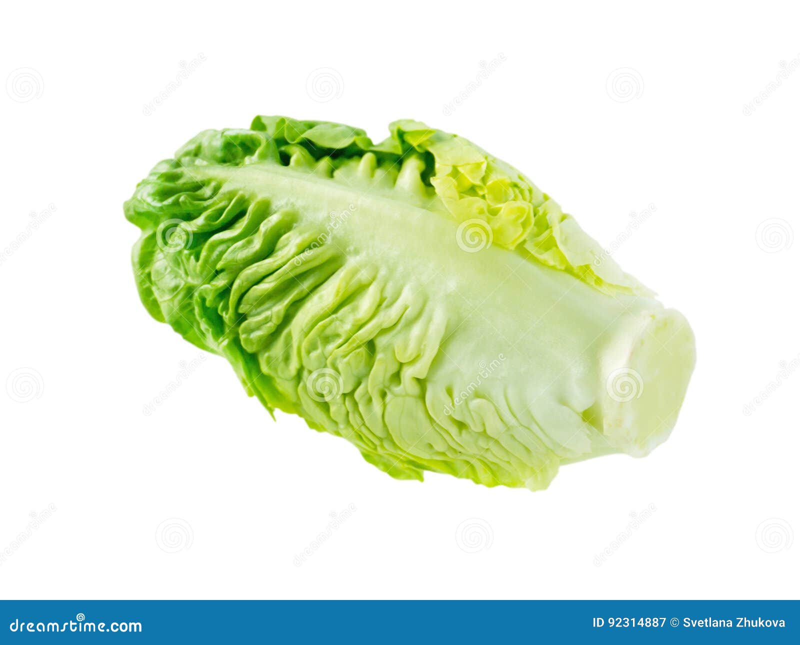 Green Cos Lettuce Salad Head Stock Image Image of fresh, salad 92314887
