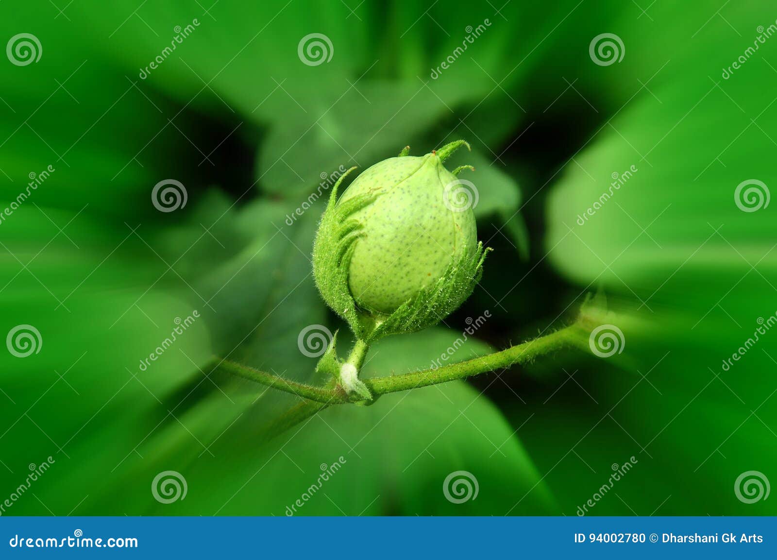 Green cotton ball stock photo. Image of field, flowers 94002780