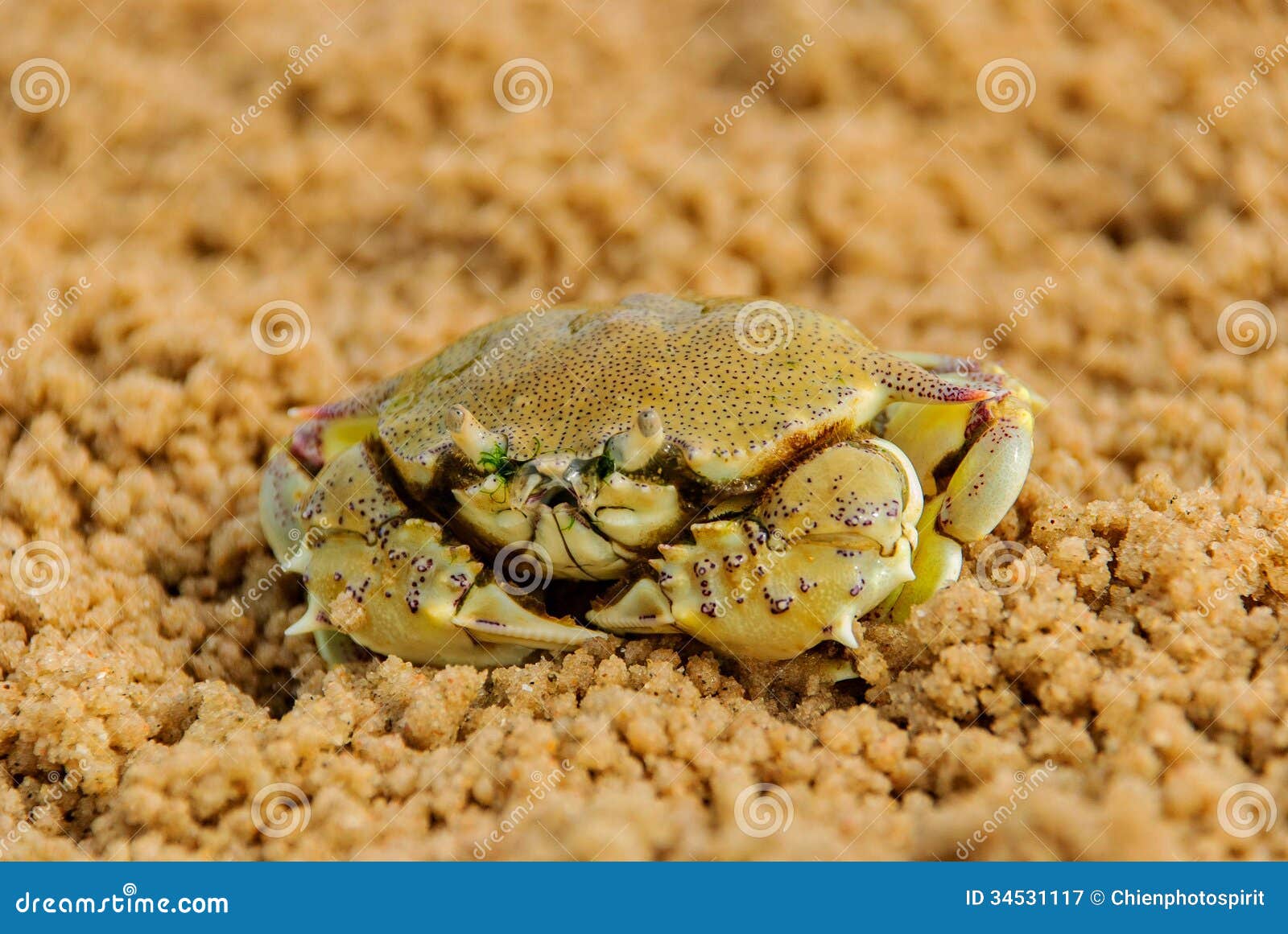 A green crab stock image. Image of seaside, crab, marine 34531117