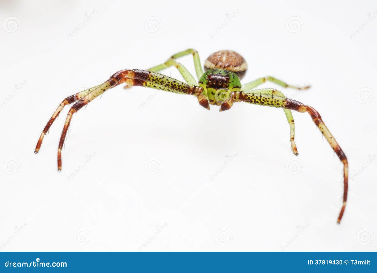 The Green Crab Spider, Diaea Dorsata Stock Photo Image of small