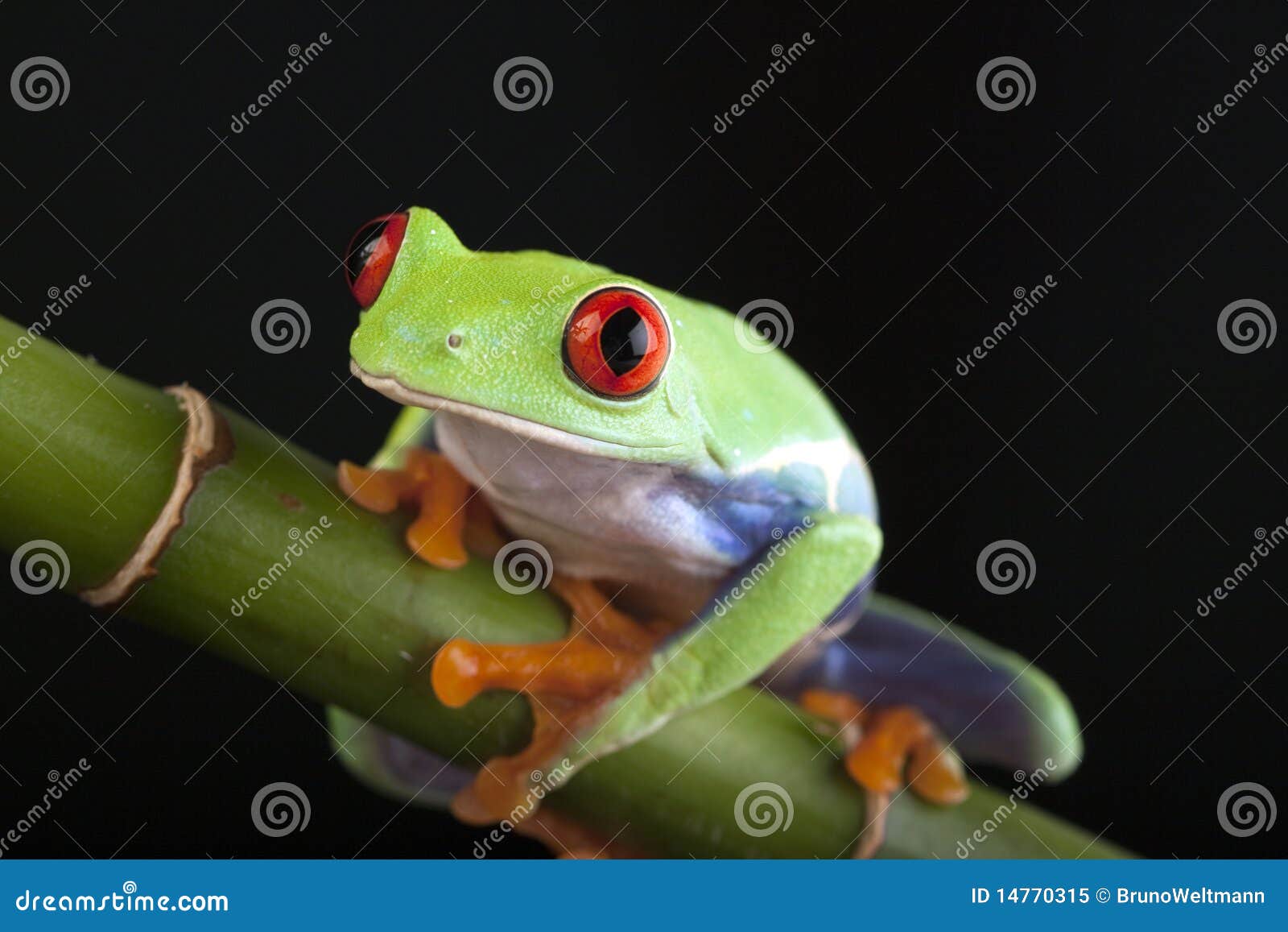 412 Crazy Frog Stock Photos, High-Res Pictures, and Images - Getty Images