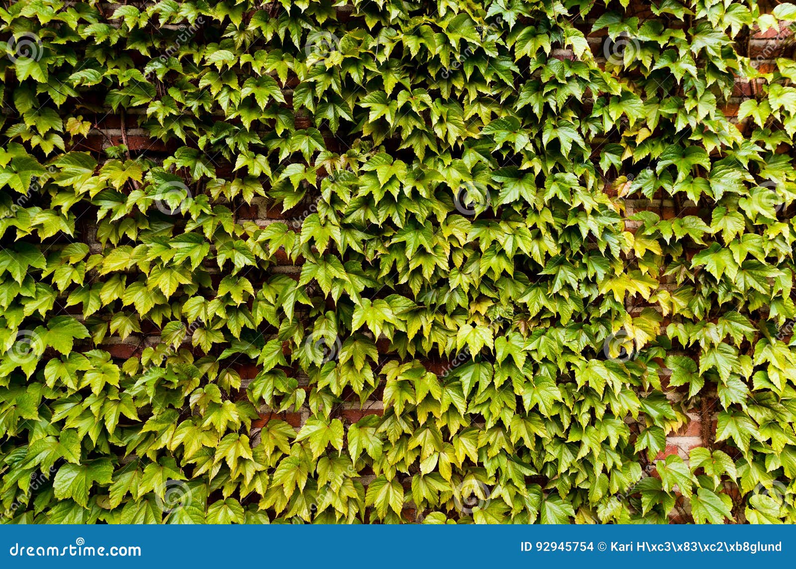 Green Creeper on Brick Wall Stock Photo Image of climbing, growing