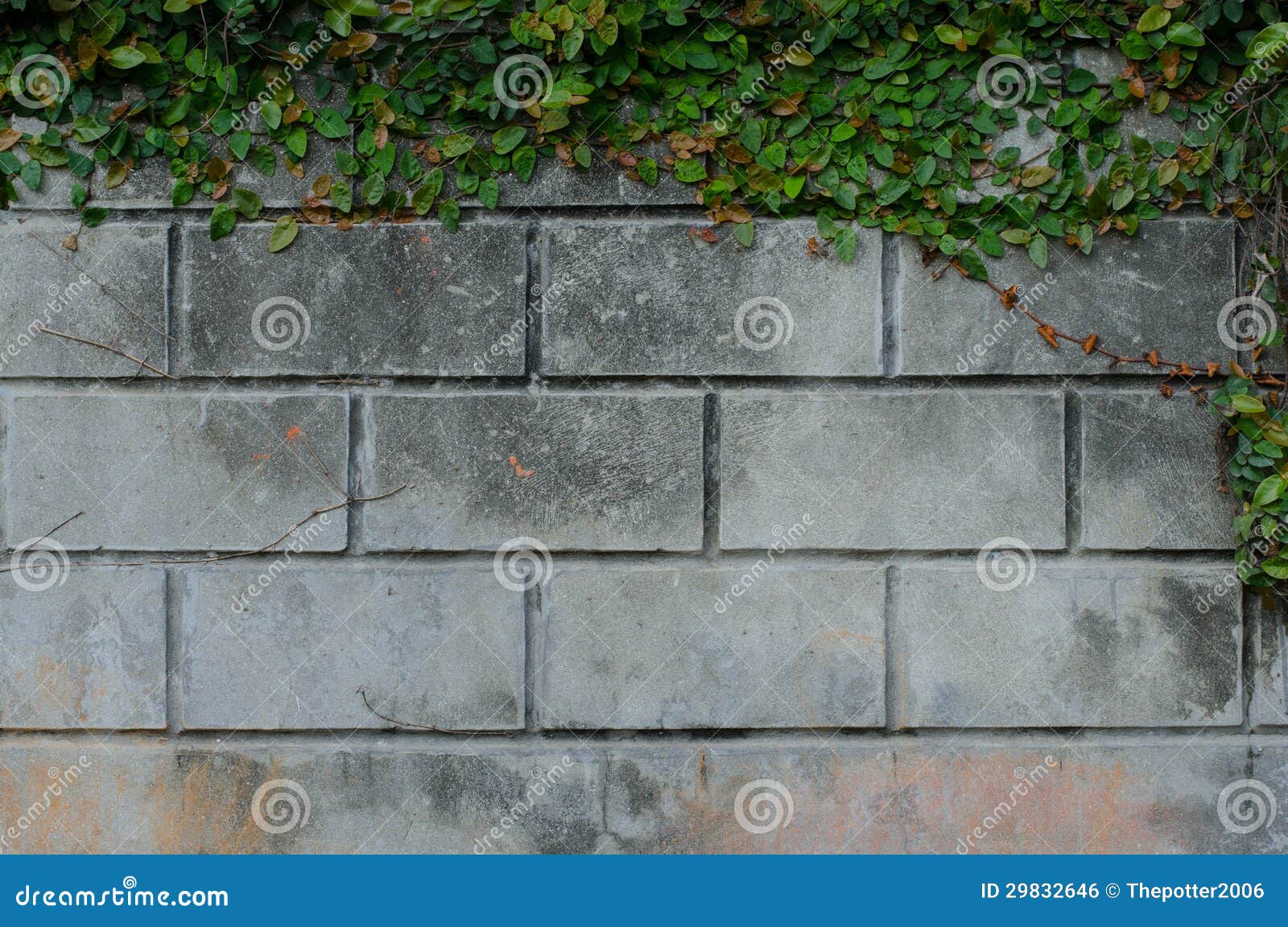 Green Creeper Plant stock photo. Image of natural, nature 29832646