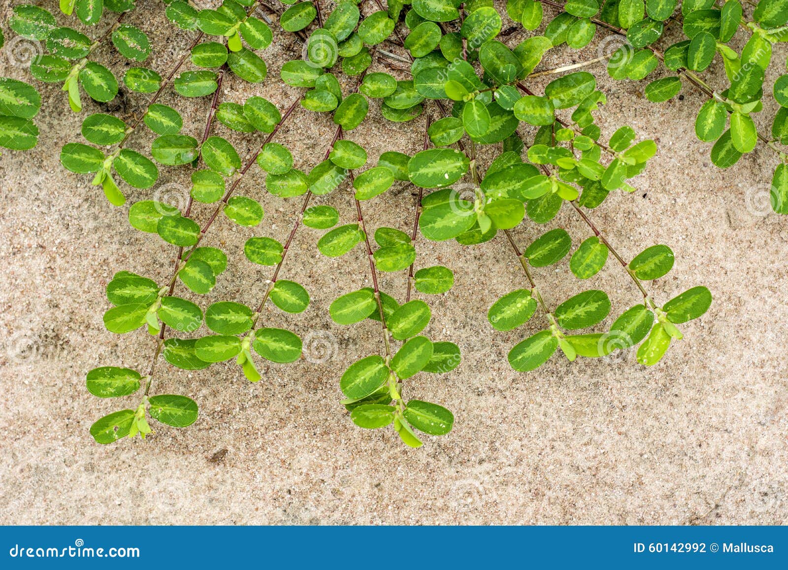 The Green Creeper Plant on the Ground Stock Photo Image of living