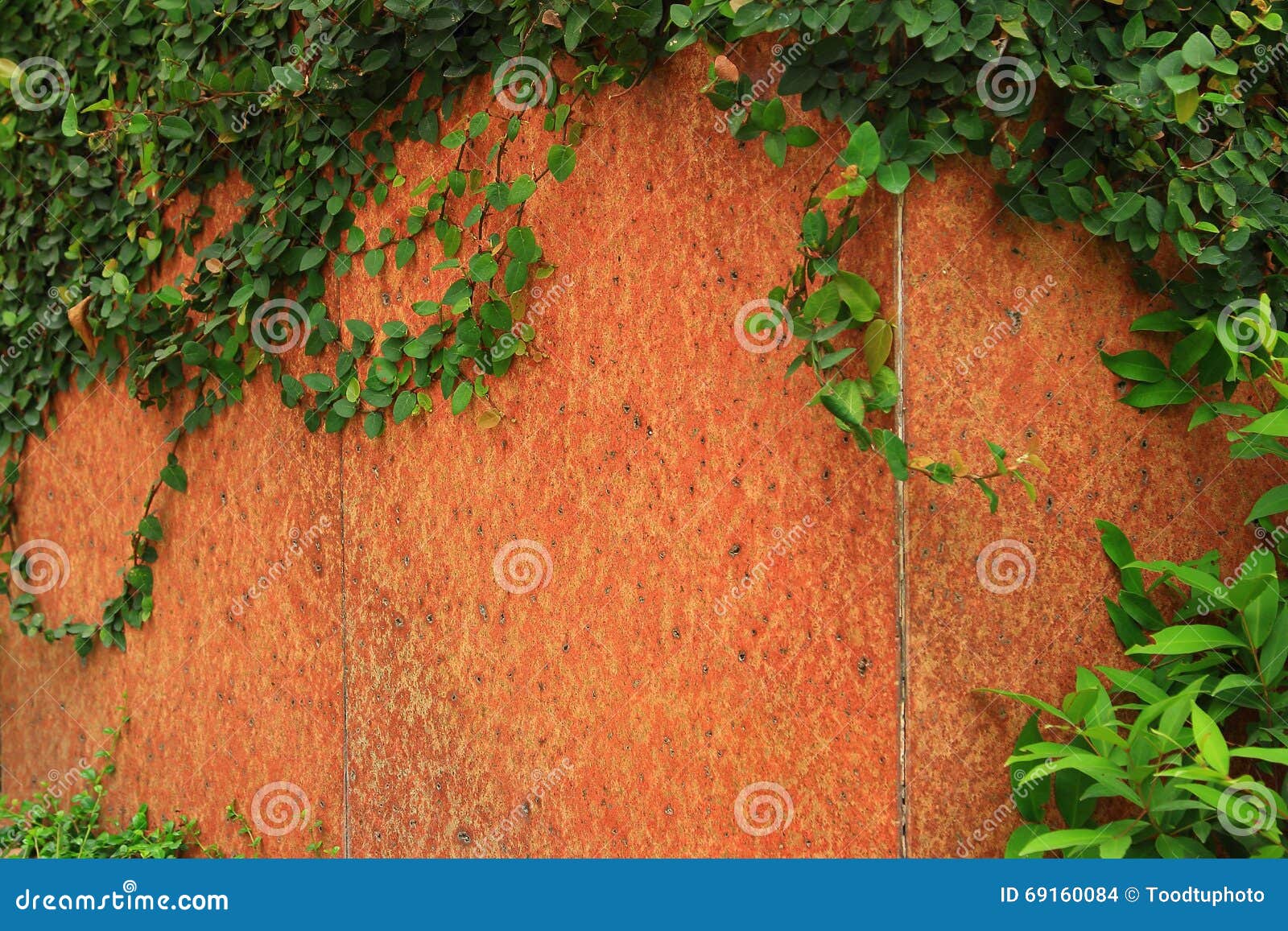 Green Ivy Creeper Branches Isolated On White Background. Hedera Vine