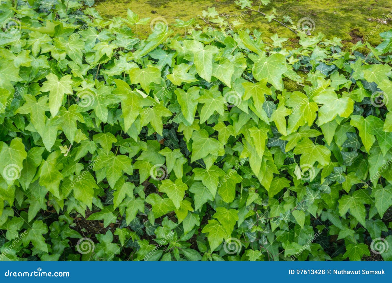 Green Creeper Plant Ivy Covered on Wall As Texture or Background Stock