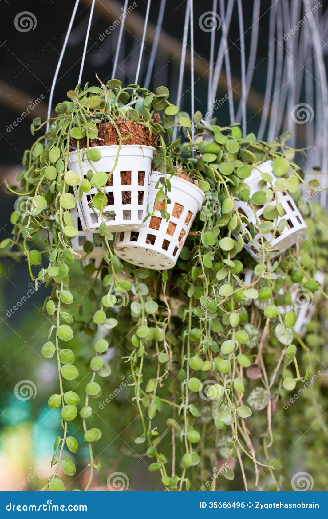 Green Creeper Plant. stock photo. Image of foliage, botany 35666496