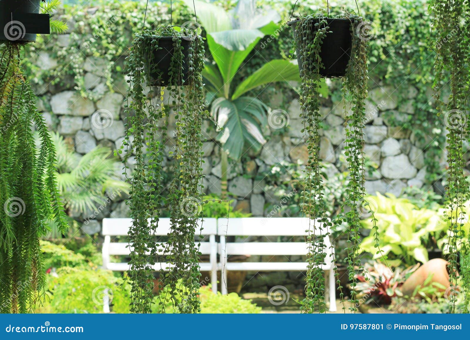 Green Creeper Plant in the Pot Stock Image Image of modern, gardening 97587801