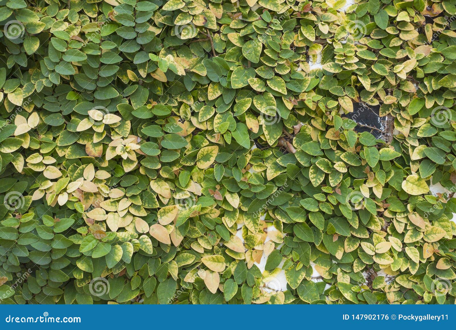 Green Creeper Plant stock photo. Image of creeper, leaf 147902176