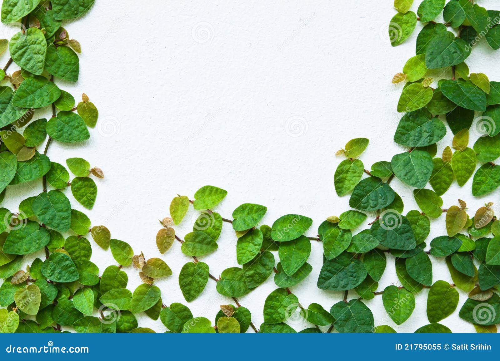 The Green Creeper Plant on the Wall Stock Image Image of tree