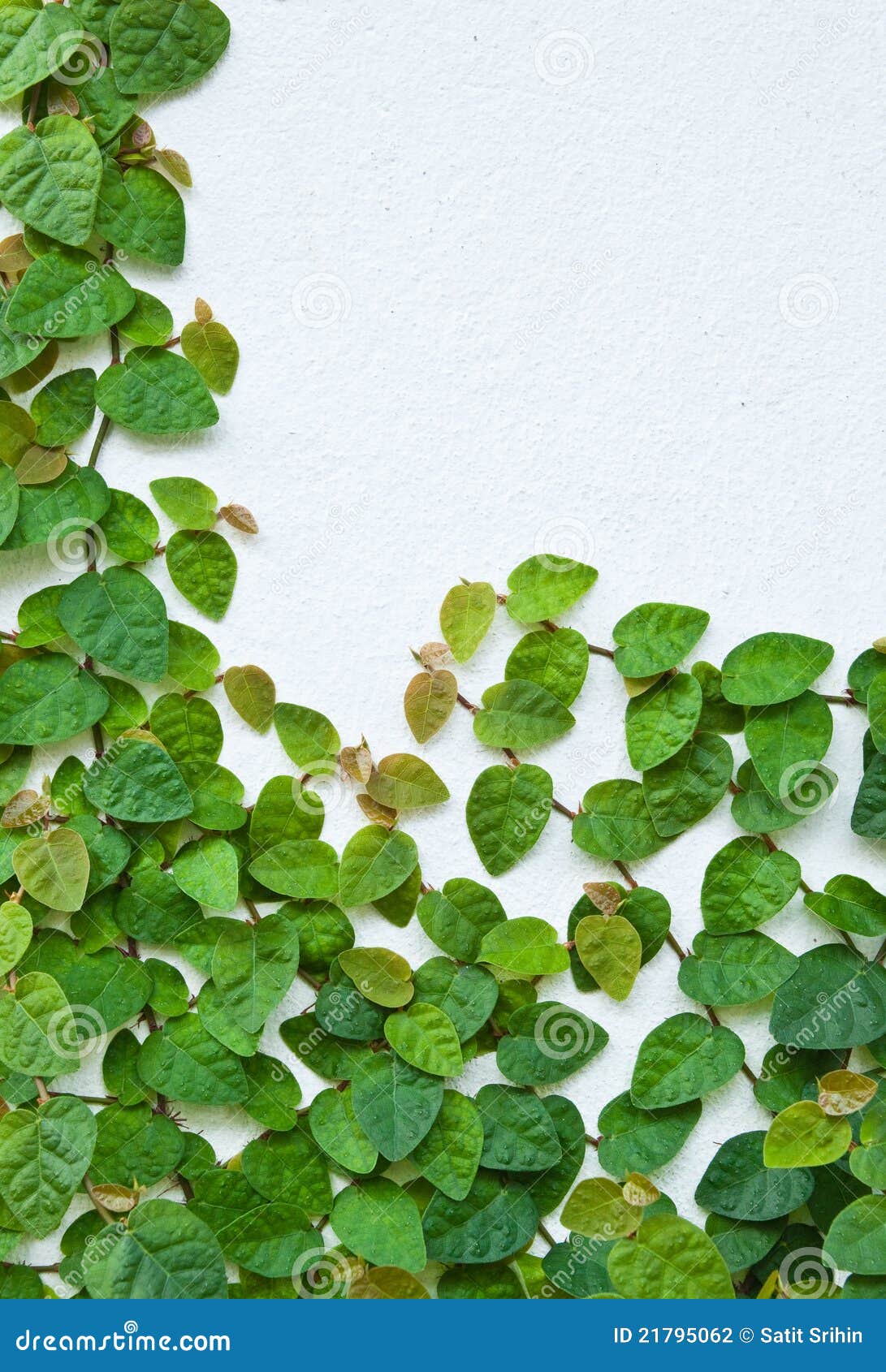 The Green Creeper Plant on the Wall Stock Photo Image of garden