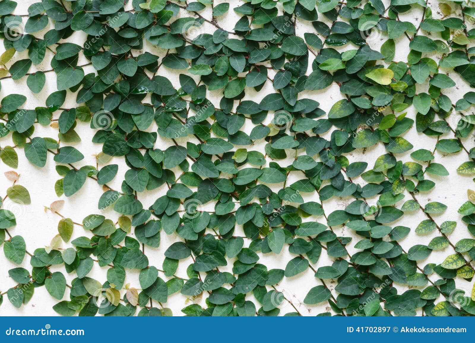 The Green Creeper Plant on the Wall Background Stock Image Image of