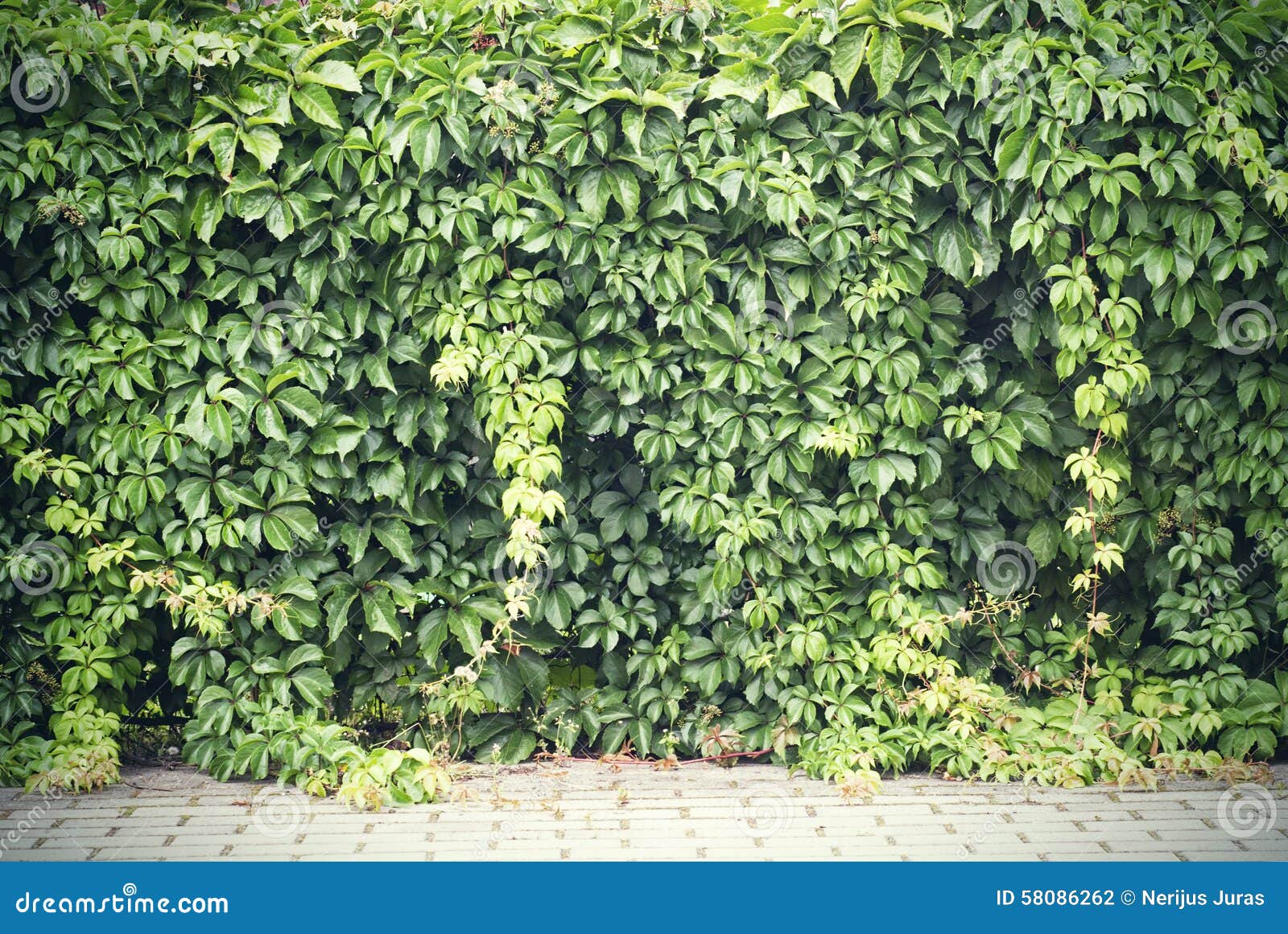 Green creeper plant stock photo. Image of floral, garden 58086262