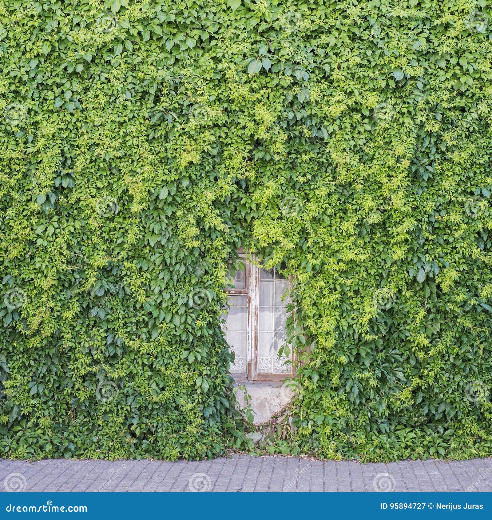 Creeper plant on a wall, Stock image