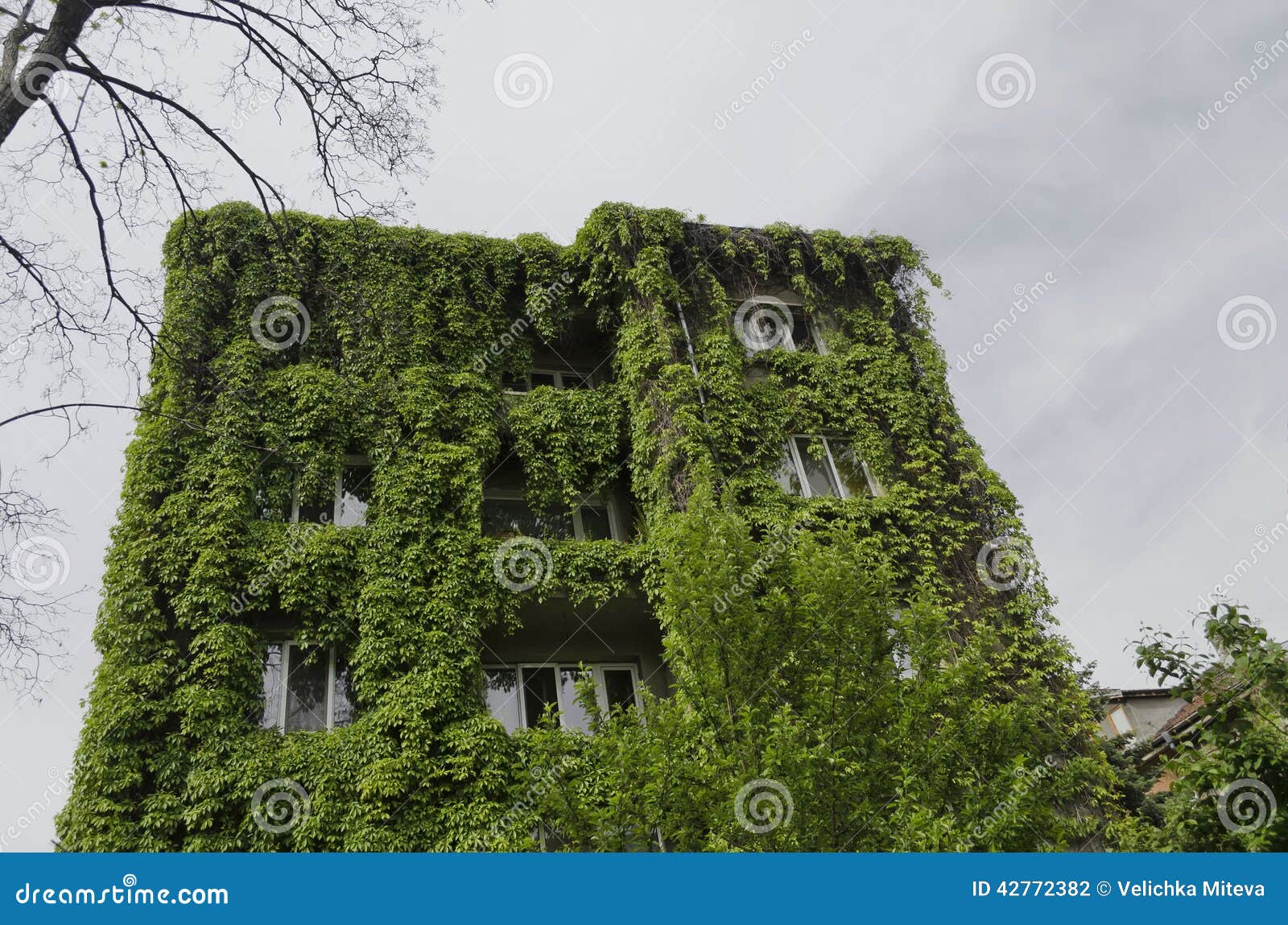 Green Creeper Plant on a Wall House Stock Photo Image of climb