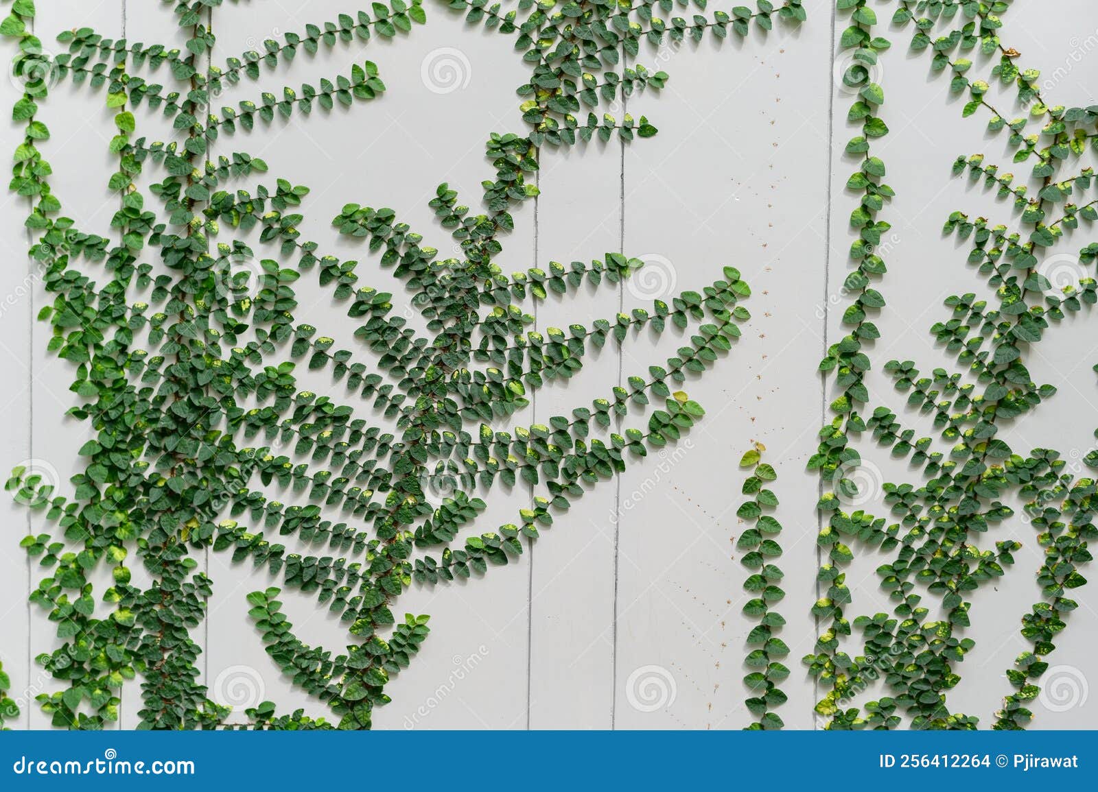 Green Creeper Plant on the White Wall Stock Photo Image of brick