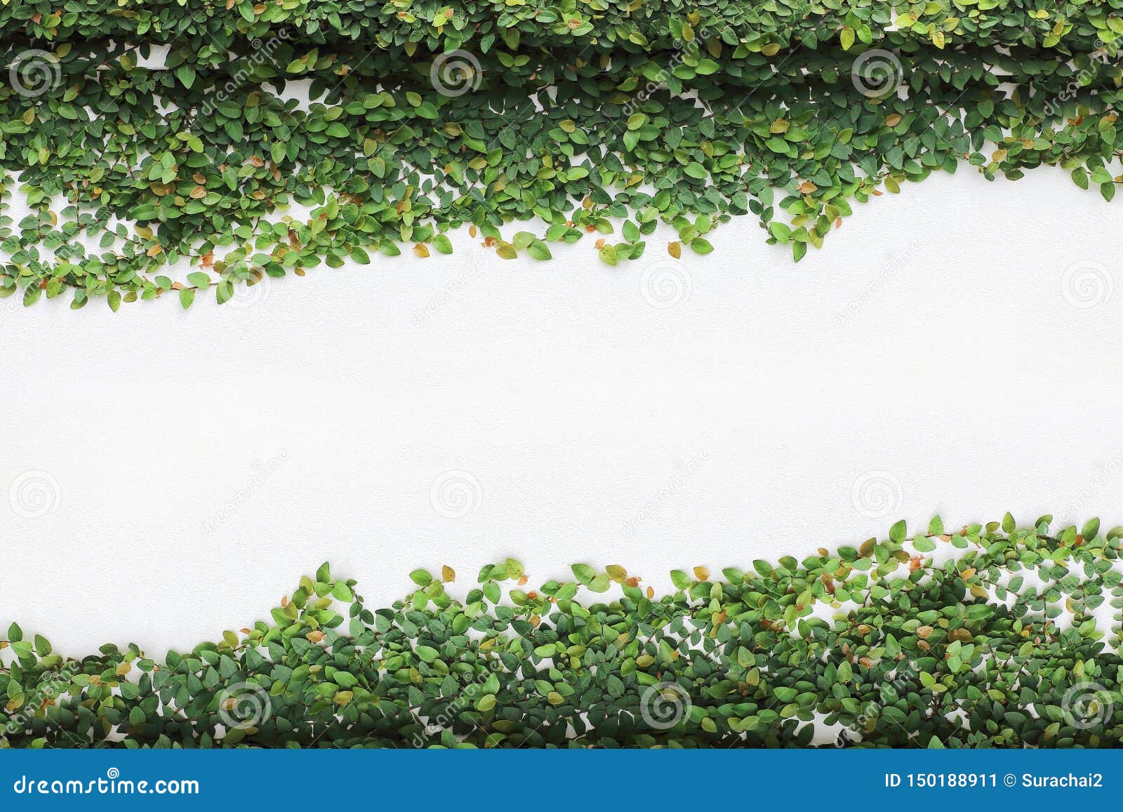 The Green Creeper Plant on White Wall Stock Image Image of garden, path 150188911