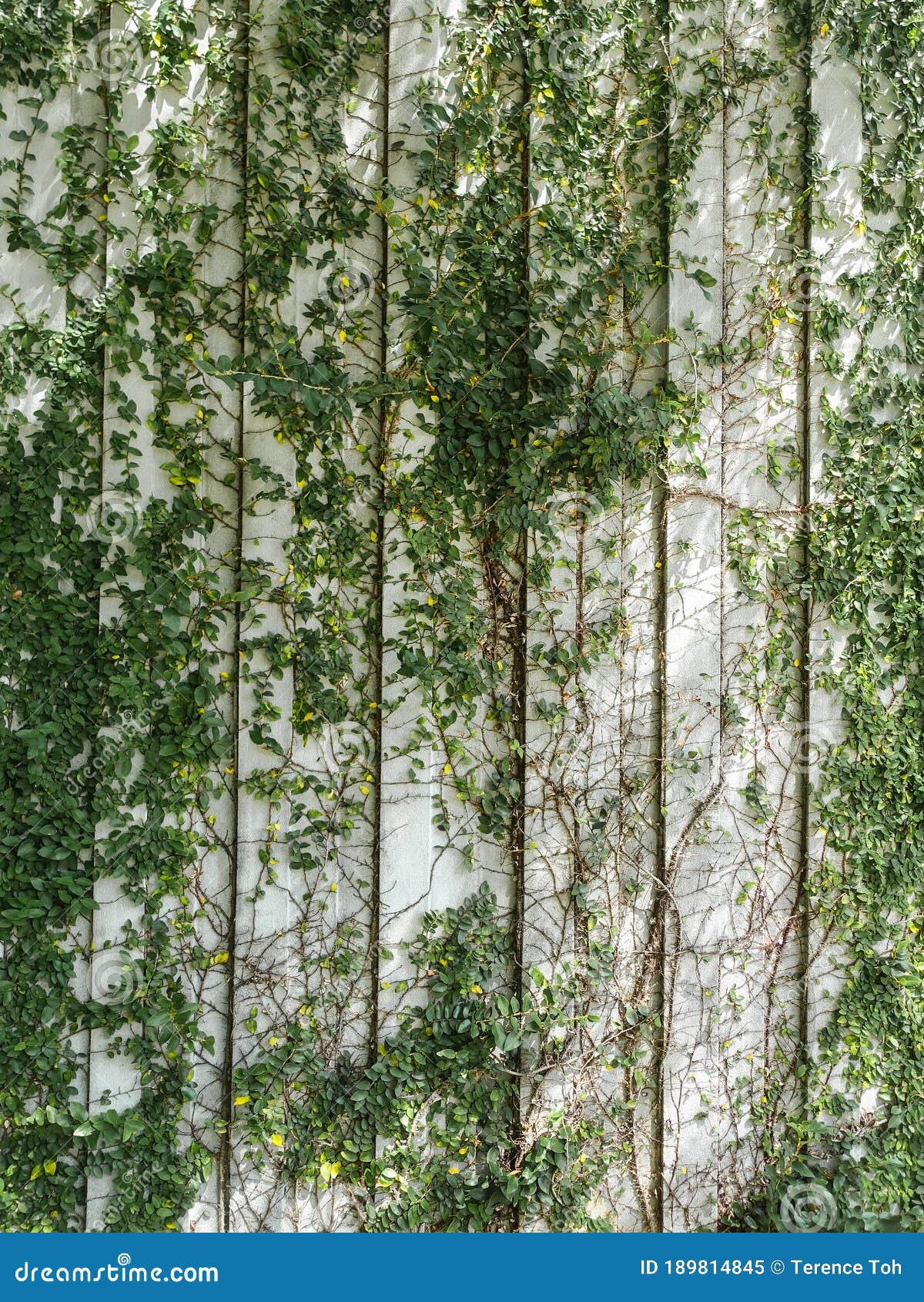 Green Creeper Plants on Wall Stock Image Image of natural, abstract