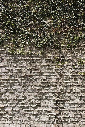 Green Creeping Fig Ivy on Gray Brick Wall with Weeping Mortar, Vertical ...