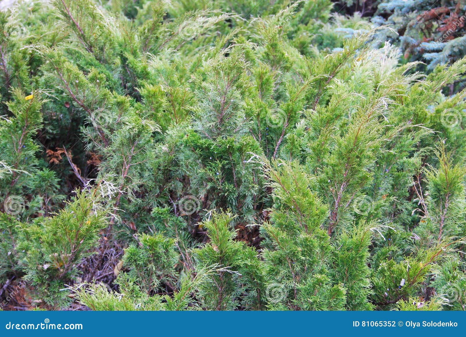 Green Creeping Juniper Plant in Park Stock Photo Image of fresh