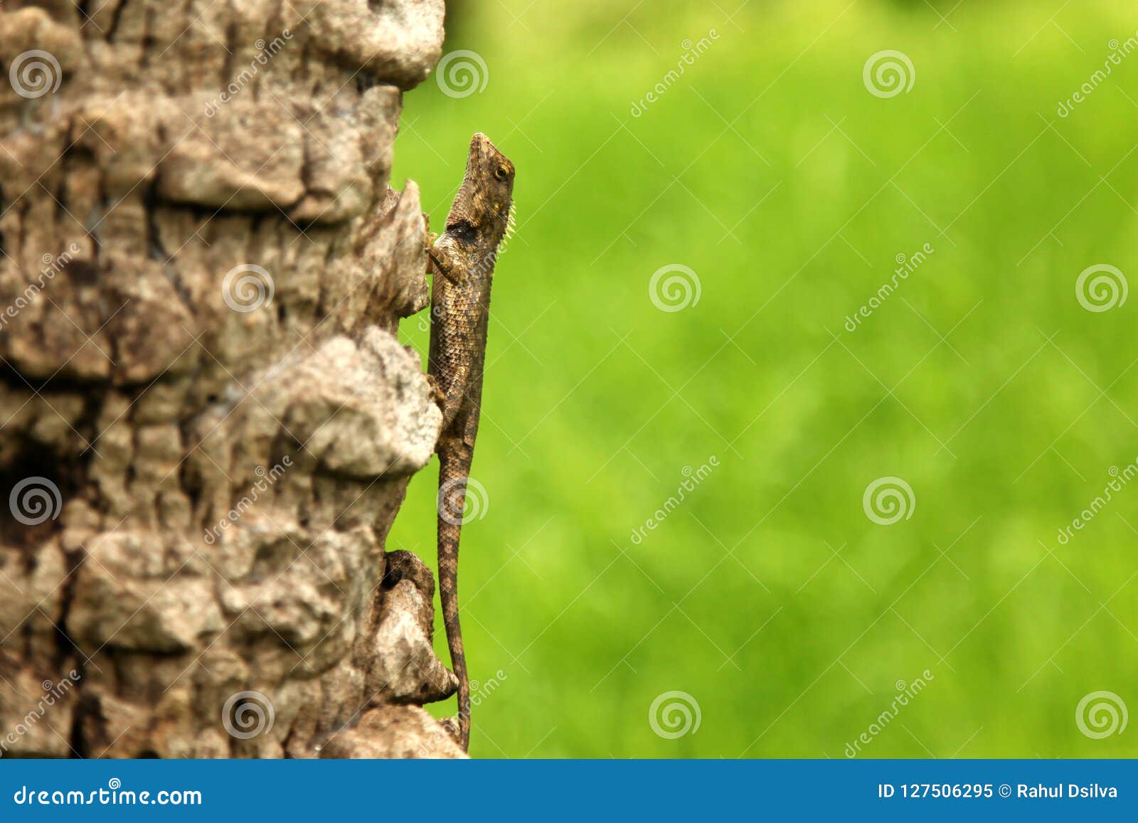 green crested lizard, black face lizard, tree lizard,boulenger long headed lizard, pseudocalotes microlepis, masked spiny lizard